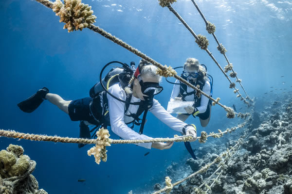 Coral Lines - ©COMO Cocoa Island, Maldives