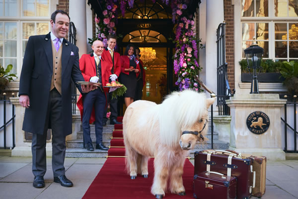 Arrival of Teddy the Shetland Pony at The Goring -©Adam Lynk Photography