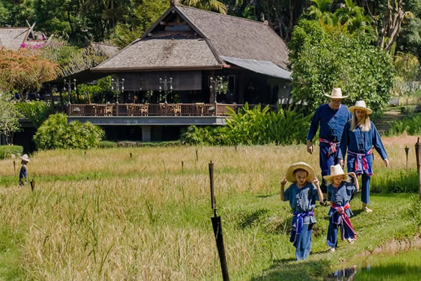 A Family’s Ultimate Rewarding Travel Experience. Plant Rice with Local Farmers at Luxury Four Seasons Resort in Chiang Mai