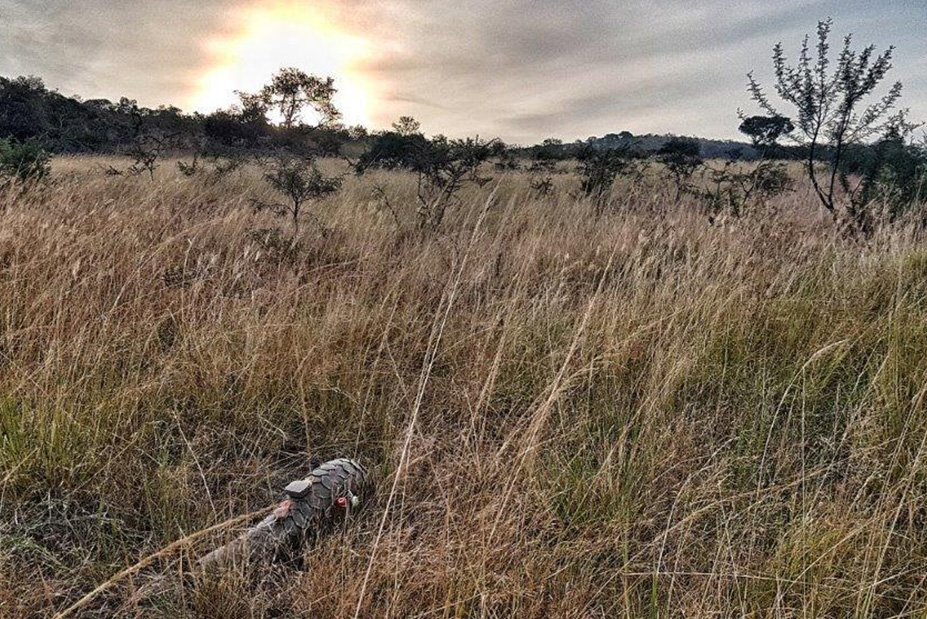 Luxury Safari Vacation at andBeyond Phinda Vlei Lodge