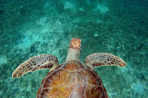 Jumby Bay Island, Oetker Collection, Sea Turtles Nesting Season Hawksbill Turtles