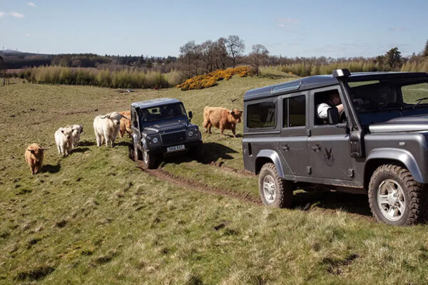 Gleneagles Scotland Highland Cow Safari