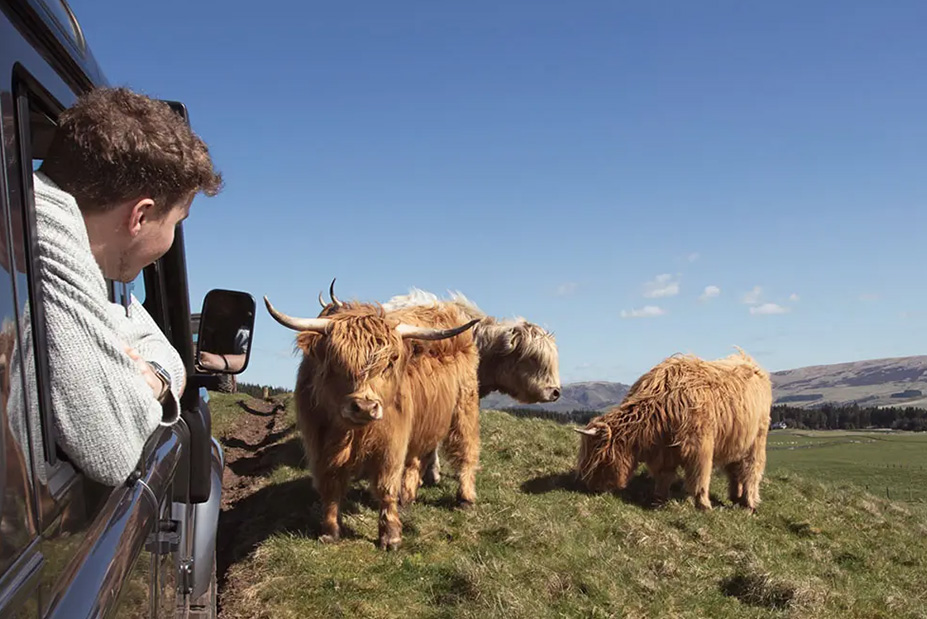 Gleneagles Scotland Highland Cow Safari