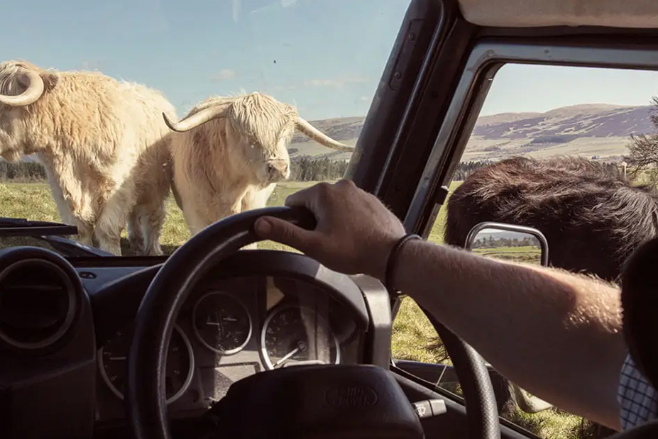 Gleneagles Scotland Highland Cow Safari