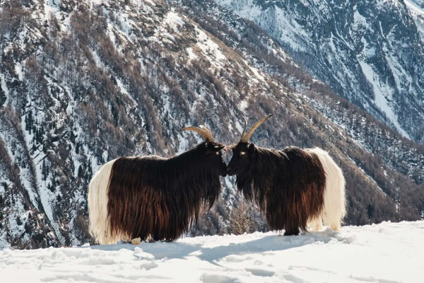 The Capra Hotel Saas Fee