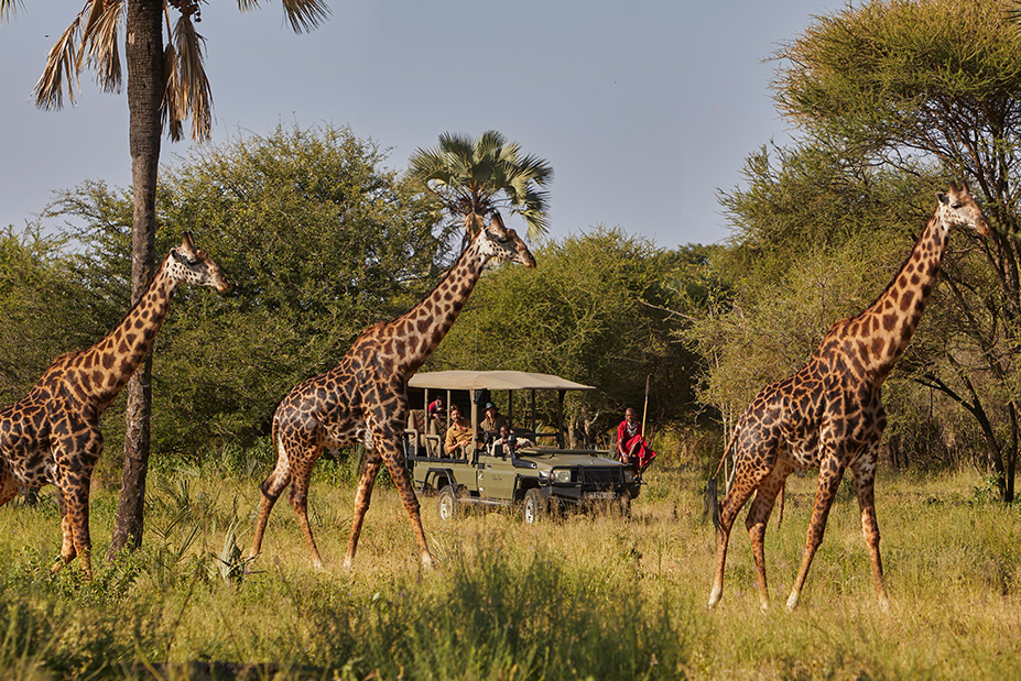 Chem Chem Lodge Auberge Safari