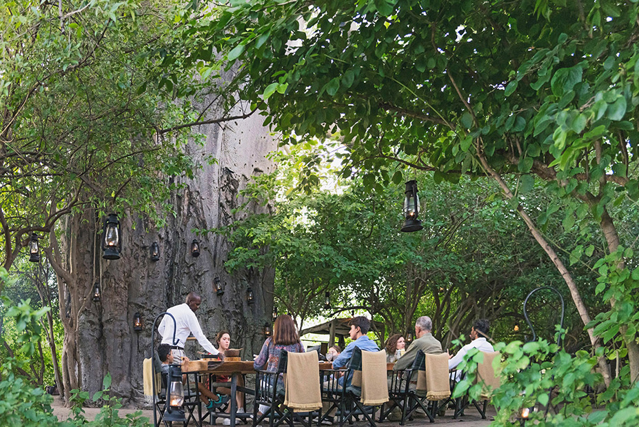 Forest Chem Chem Auberge Safari